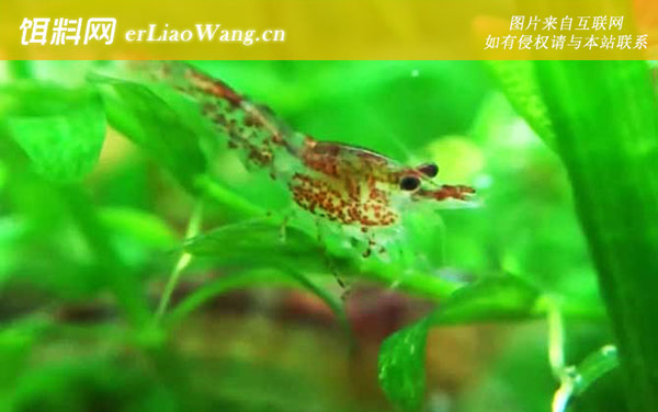 樱花虾是什么虾-形态特征