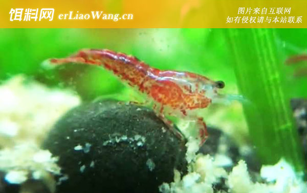 樱花虾:分布范围