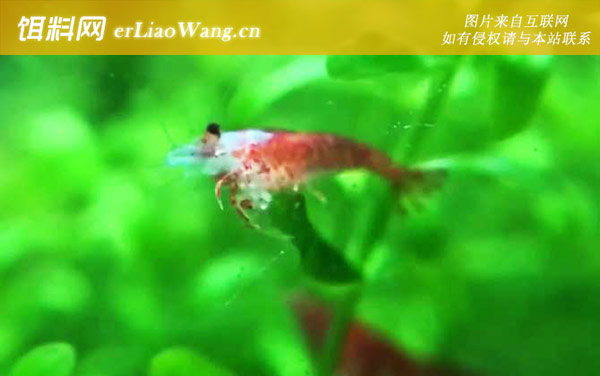 樱花虾:生活习性