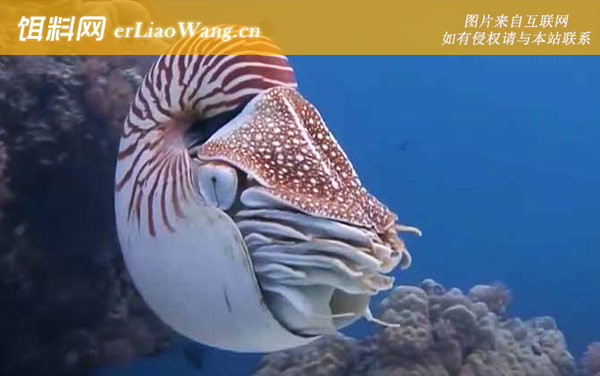 鹦鹉螺:分布范围