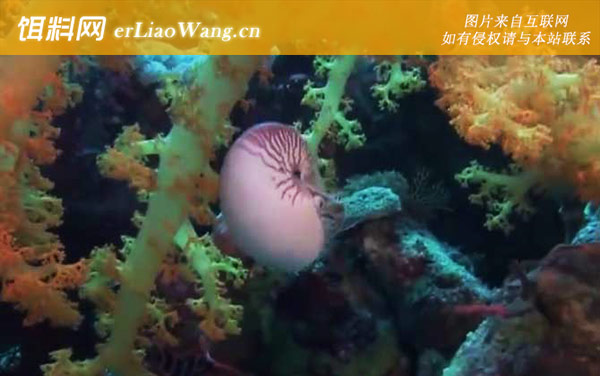 鹦鹉螺:生活习性