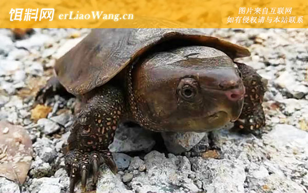 鹰嘴龟:分布范围