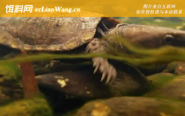 鹰嘴龟:生活习性