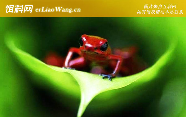 幽灵箭毒蛙:分布范围