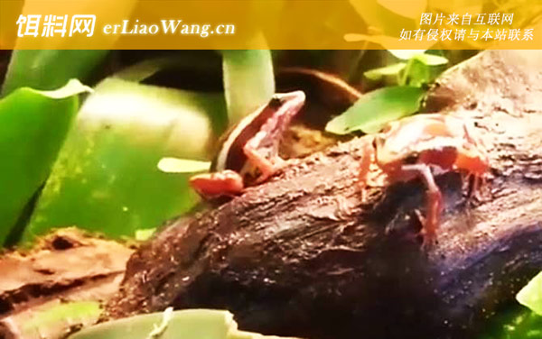 幽灵箭毒蛙:生活习性