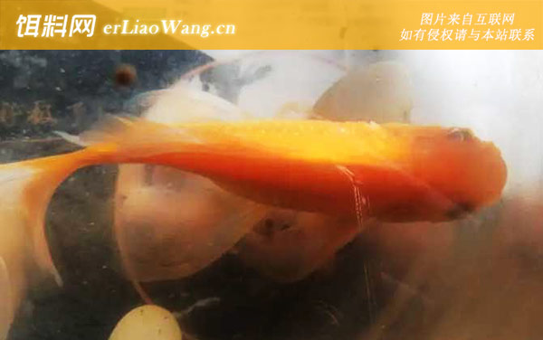 鱼炸鳞:治疗方法