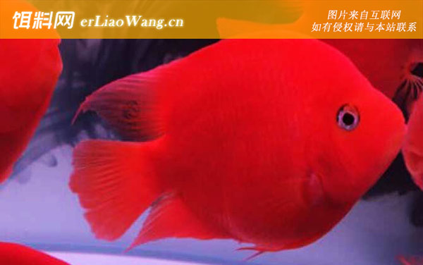 元宝鱼:鱼种起源