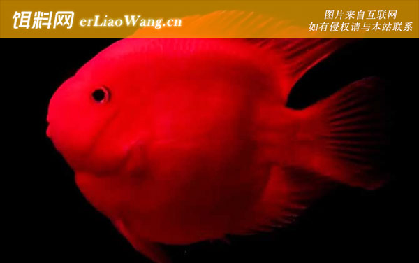 元宝鱼:形态特征