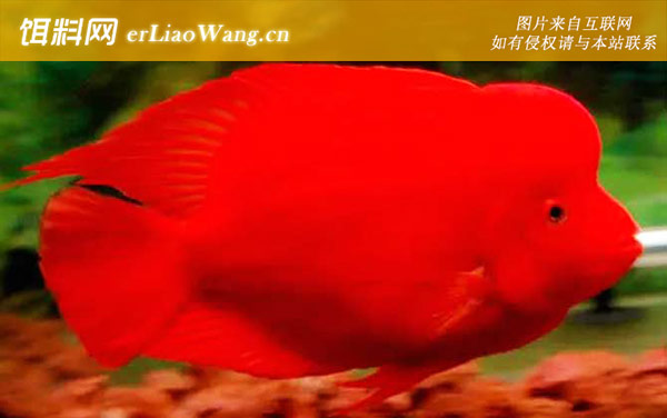 元宝鱼:生活习性