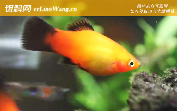 月光鱼:分布范围