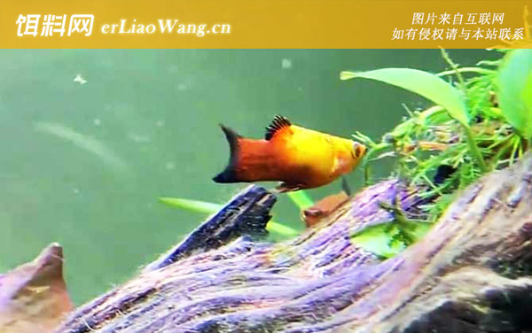 月光鱼:生活习性