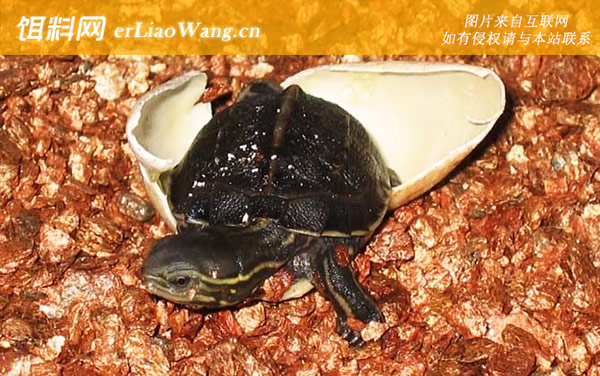 云南闭壳龟:分布范围