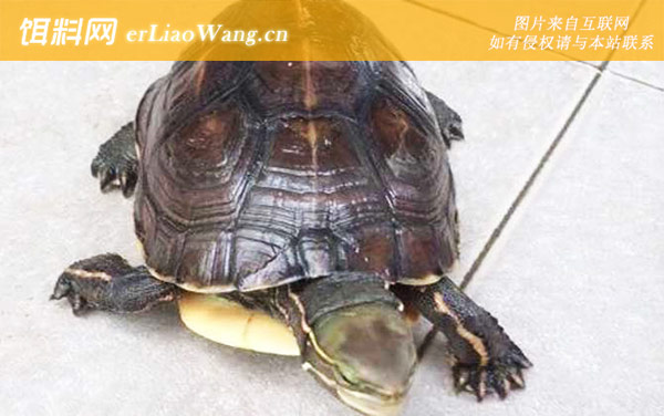 云南闭壳龟:生活习性