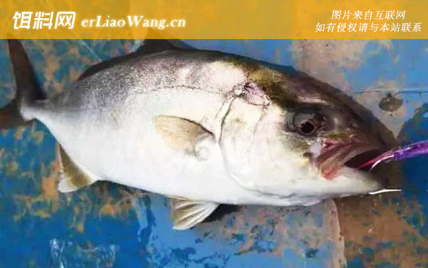 章红鱼:生活习性