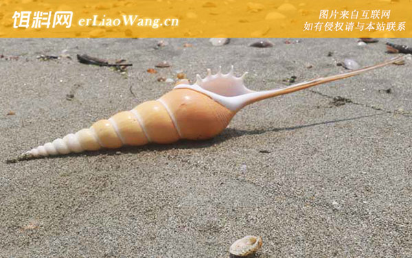 长鼻螺:分布范围