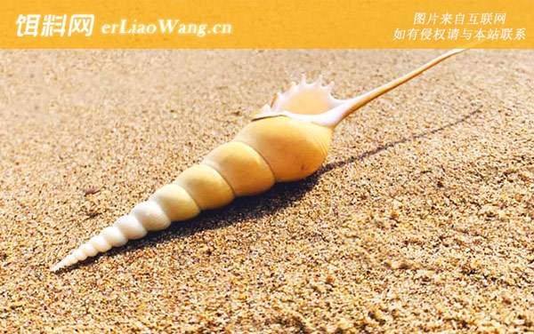 长鼻螺:生活习性