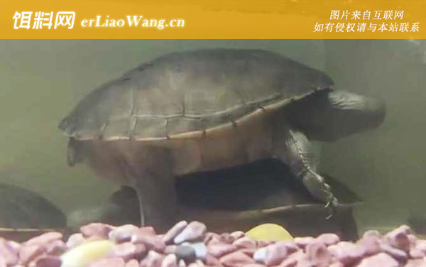 长颈龟:生活习性