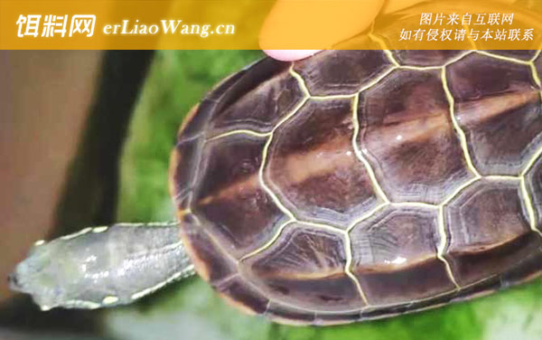 长寿龟:分布范围