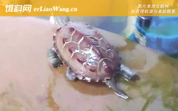 长寿龟:生活习性