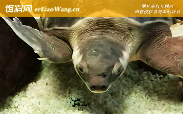 招财龟:分布范围