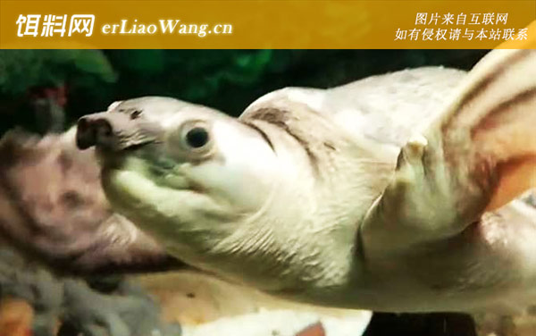 招财龟:生活习性