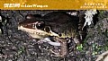 《沼水蛙是什么蛙？》封面图