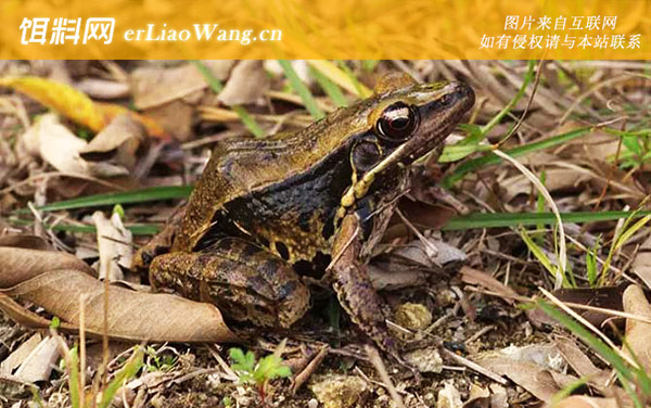 沼水蛙:分布范围