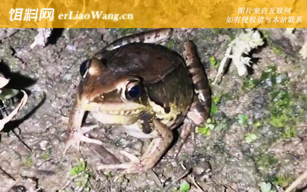 沼水蛙:生活习性