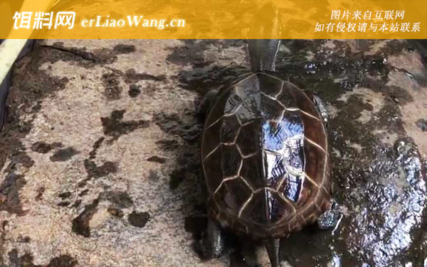 珍珠龟:分布范围