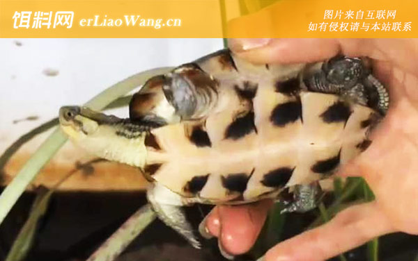 珍珠龟:生活习性