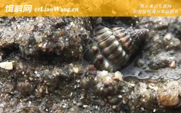 织纹螺:生活习性