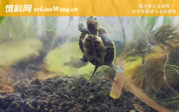 中华花龟:生活习性