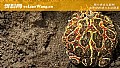 《钟角蛙是什么动物？》封面图