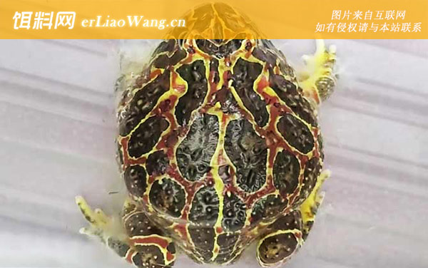 钟角蛙:分布范围