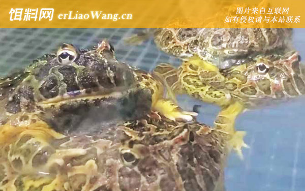 钟角蛙:生活习性