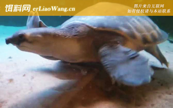 猪鼻龟:生活习性