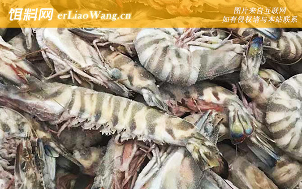 竹节虾:分布范围