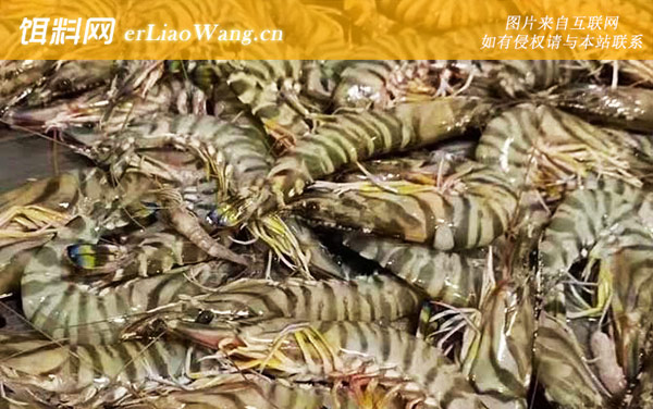 竹节虾:生活习性