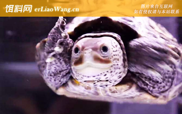 钻纹龟:分布范围