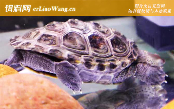 钻纹龟:生活习性