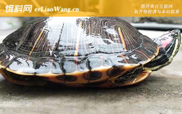 巴西龟:生活习性