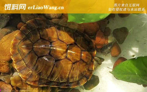 巴西龟:栖息环境