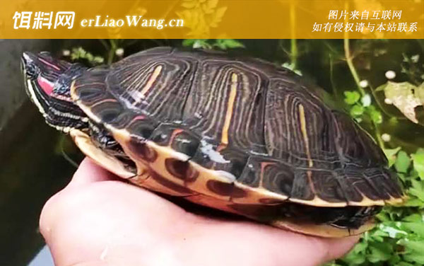 巴西龟:饲养方法