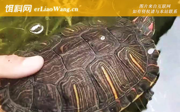 巴西龟:生活习性