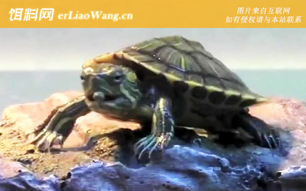 巴西龟:饲养方法