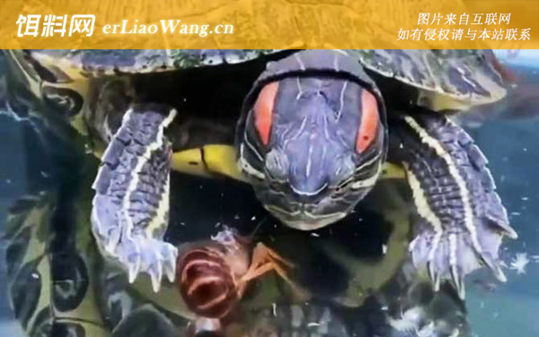 巴西龟:雌雄鉴别