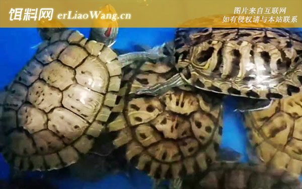 巴西龟:饲养方法