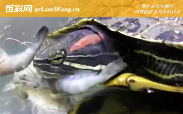 巴西龟:饲养方法