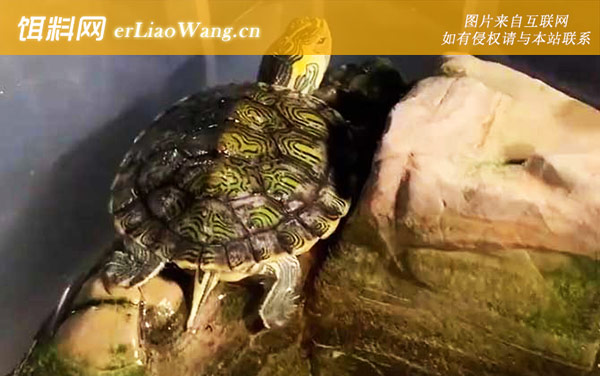 巴西龟饲养方法及病害防治-病害防治