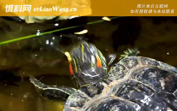 巴西龟:病害防治